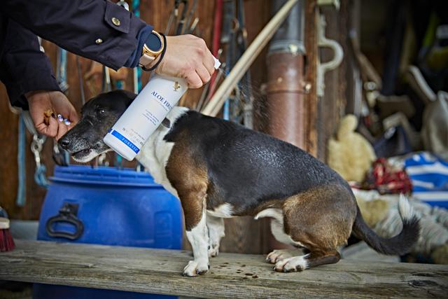 Imaginea prezintă un câine căruia i se aplică Aloe First Spray pe blană, demonstrând utilizarea acestui produs pentru îngrijirea pielii și blănii animalelor de companie.